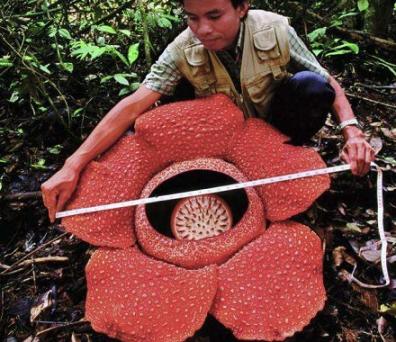 世界上最大的花的什么？