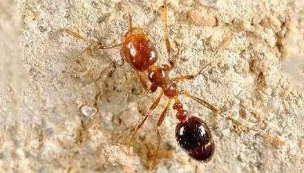 世界上最危险的蚂蚁是什么？