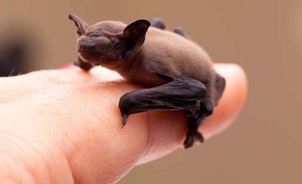 关于蝙蝠最完整的40条小知识