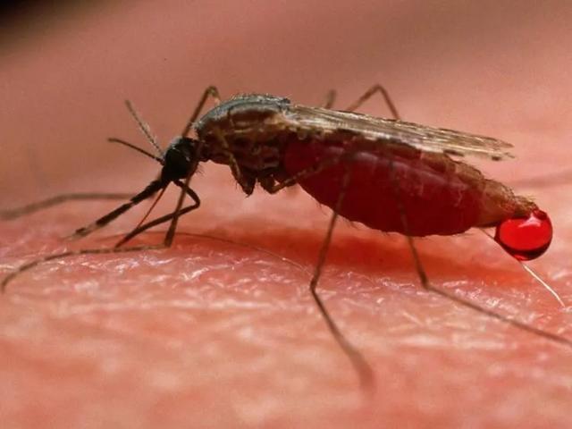 家里蚊子多只需3个简单方法，环保无毒
