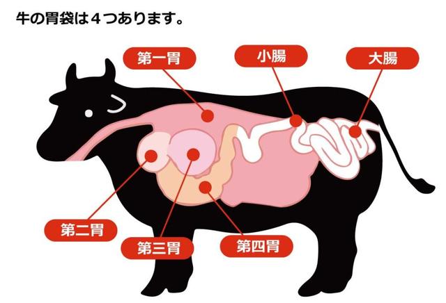 趣知识：牛为什么有那么多胃，都起什么作用?