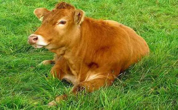 趣知识：牛为什么有那么多胃，都起什么作用?