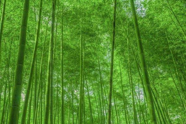 熊猫爱吃的竹子是树还是草？