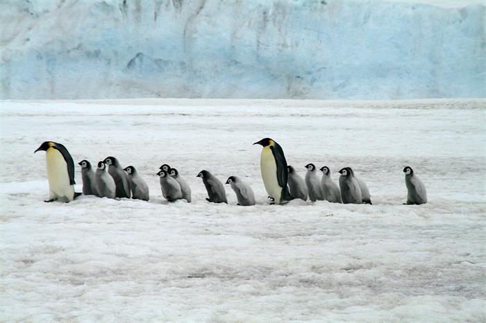 动物冷知识：为什么企鹅都生活在南极，北极有没有企鹅？