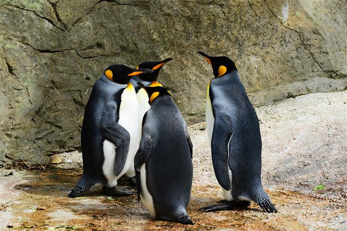 动物冷知识：为什么企鹅都生活在南极，北极有没有企鹅？