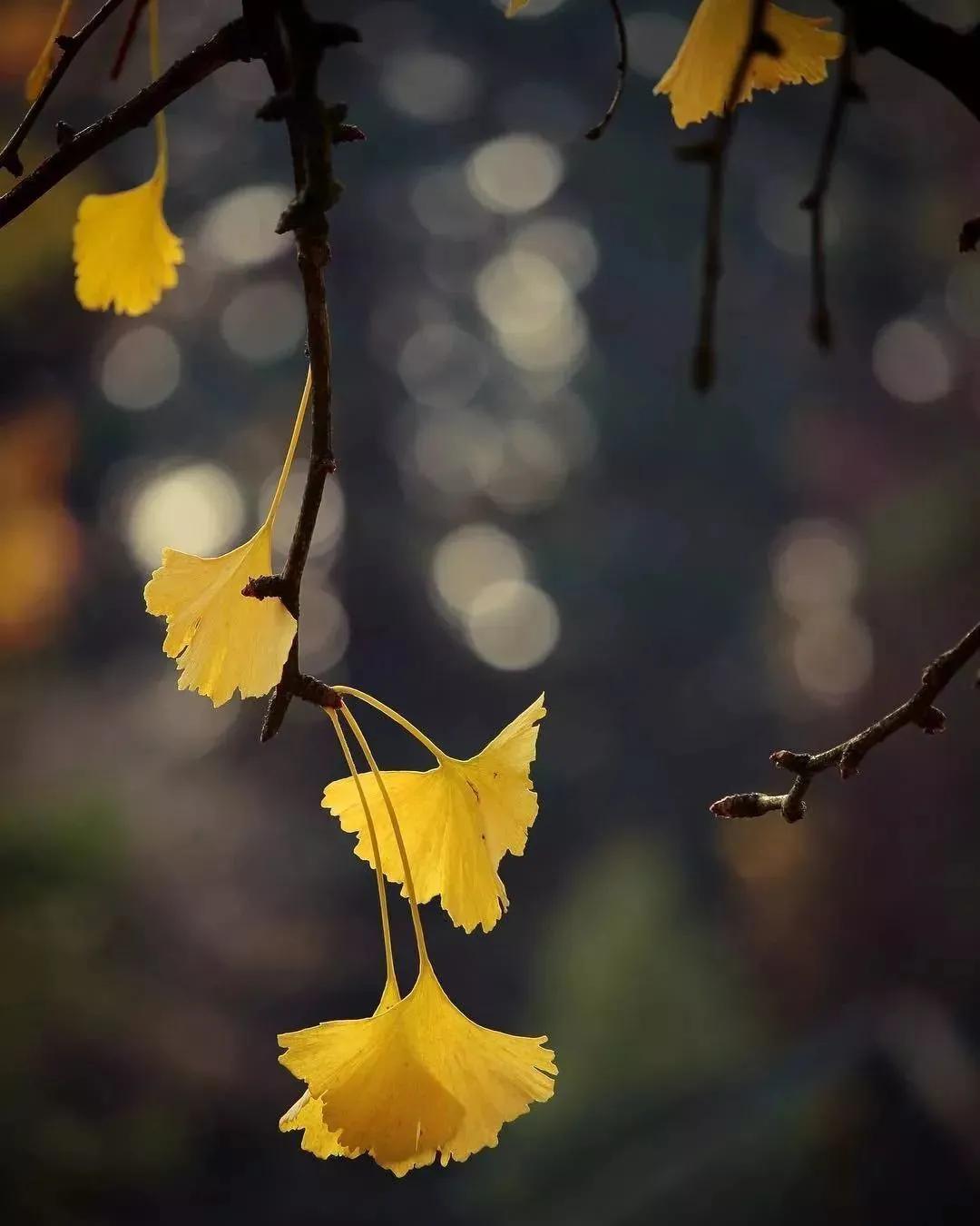 摄影技巧：怎么拍出深秋漂亮的银杏照片