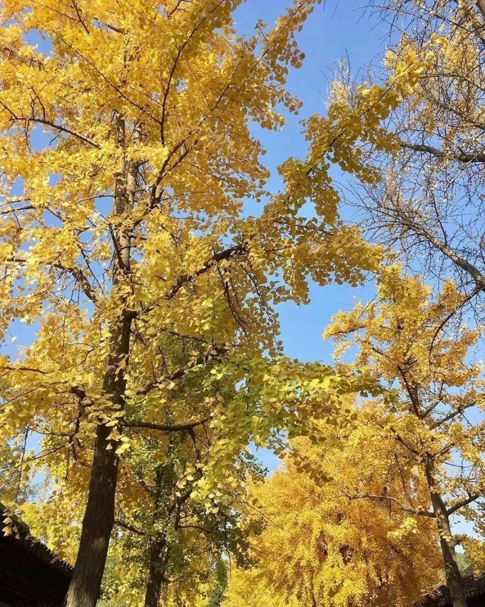 摄影技巧：怎么拍出深秋漂亮的银杏照片