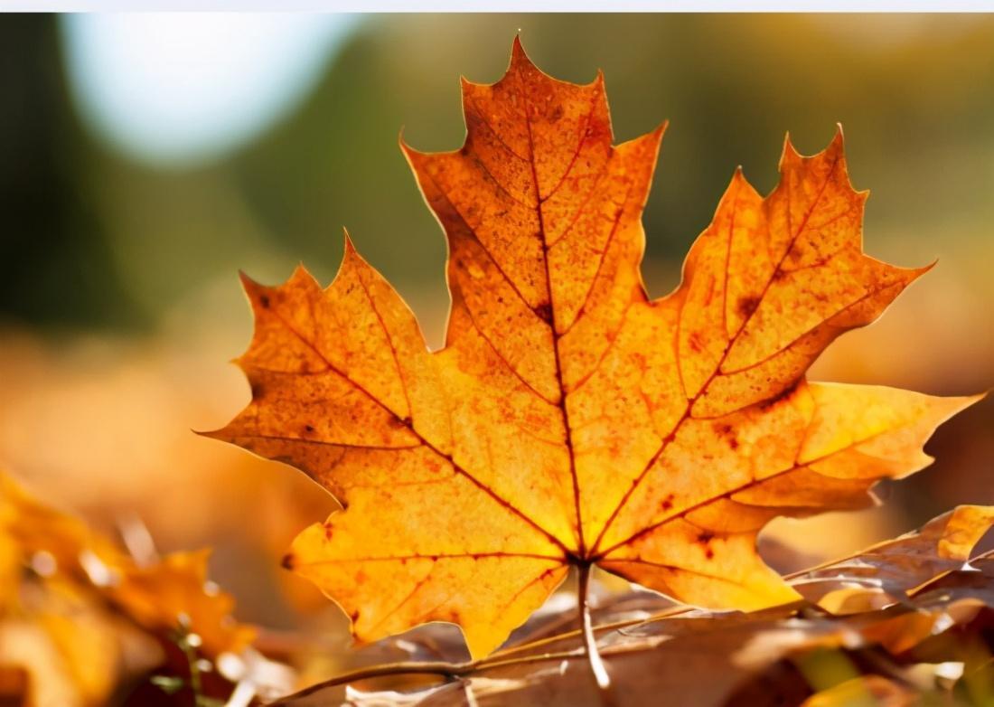 为什么秋天树叶会变颜色?