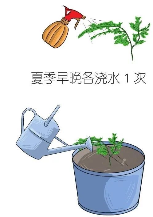 文竹的栽培方法和技巧