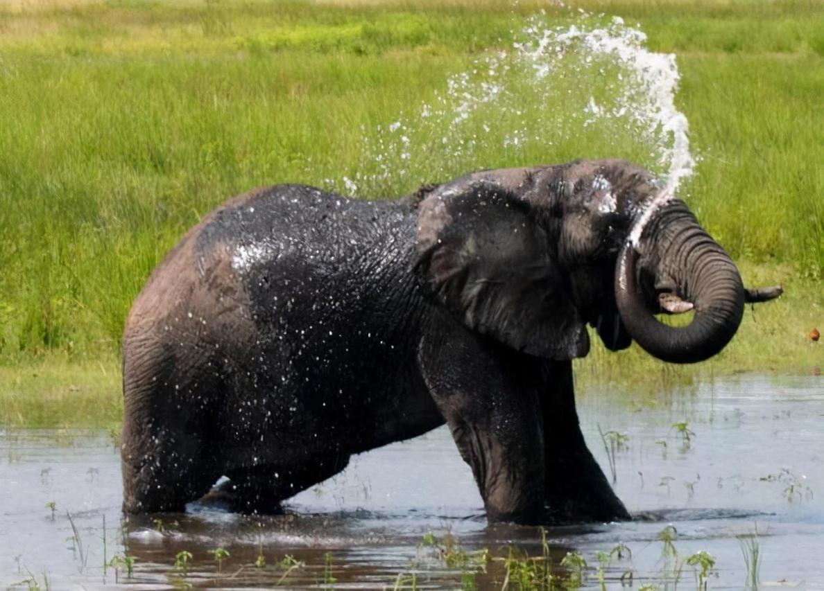 大象用鼻子喝水为什么不会被呛到?