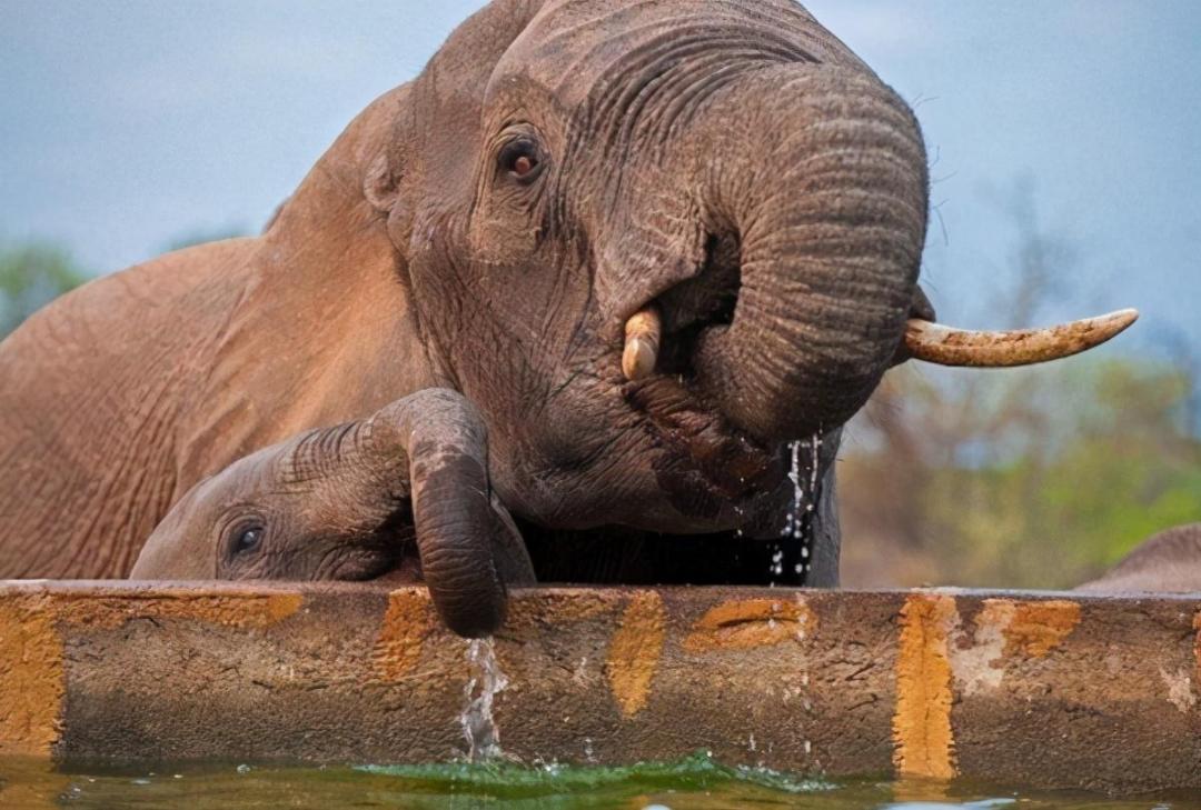 大象用鼻子喝水为什么不会被呛到?