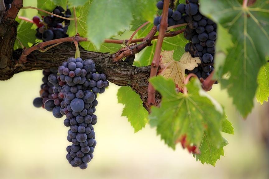 葡萄酒里的水果味是什么从哪来的?