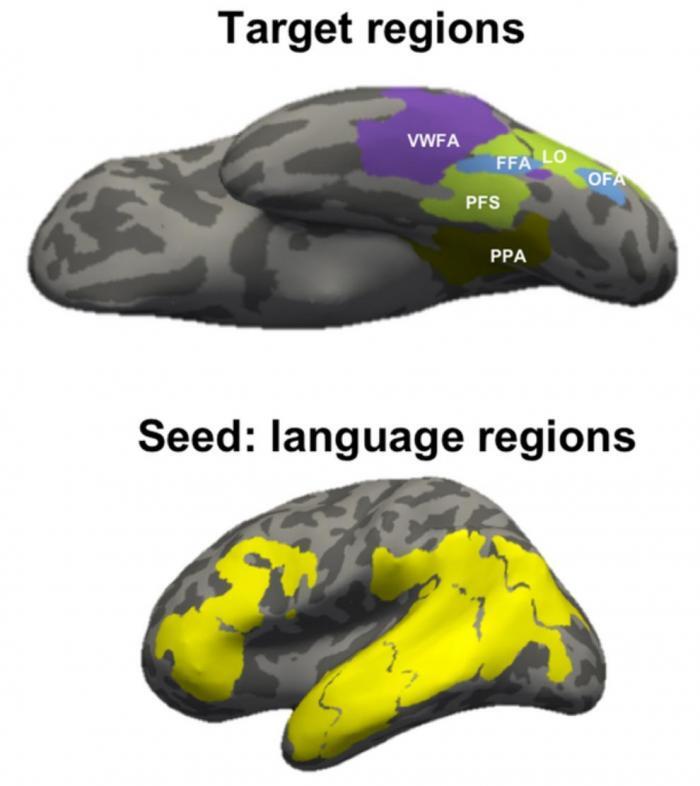 Nature：大脑与生俱来的连接性模式推动了视觉词语形成区域的发展