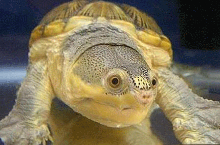 窄桥蛋龟为何深受人们的喜爱?呆萌的高颜值外形俘获了大批养龟玩家的心