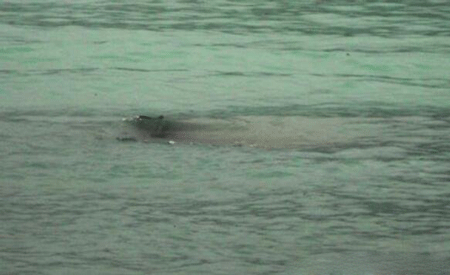 新疆喀纳斯湖水怪之谜真相,疑似长达15米的巨型哲罗鲑