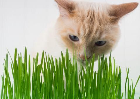 ​只知猫草能吐毛球可就落伍了 常见的猫咪食用植物