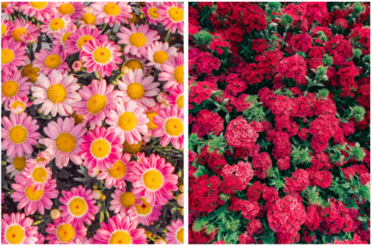 如何通过不同的构图技巧拍出好看的花卉