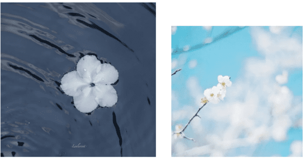 如何通过不同的构图技巧拍出好看的花卉