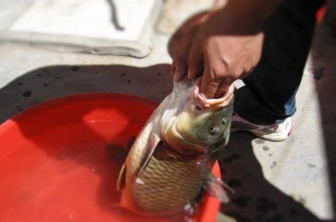 夏季野钓鲤鱼几个常用的调漂方法