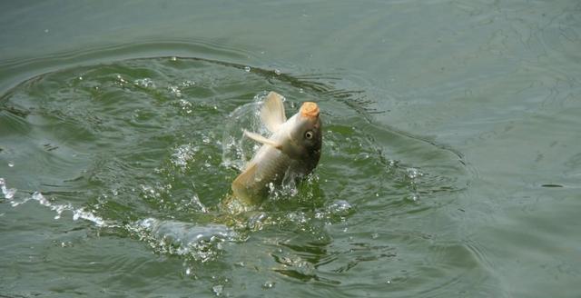 教你1种调漂法，专门用于钓野生大鲤鱼