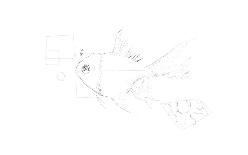 彩铅画金鱼教程步骤图