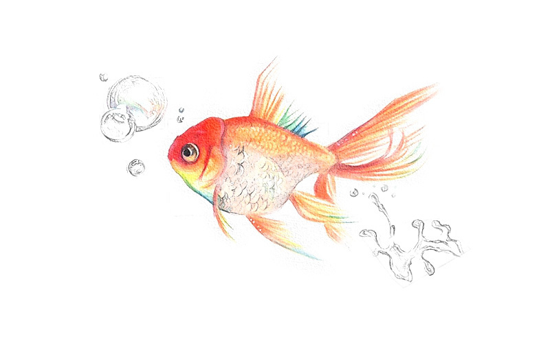 彩铅画金鱼教程步骤图