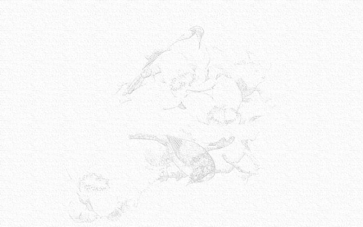 彩铅画花鸟步骤图