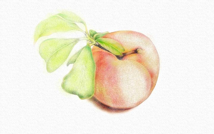 彩铅画桃子的画法步骤