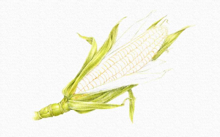彩铅画玉米画法步骤