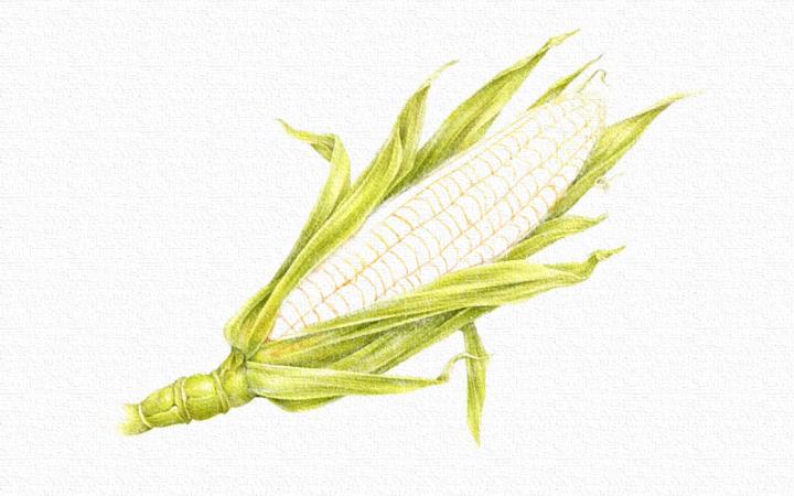 彩铅画玉米画法步骤