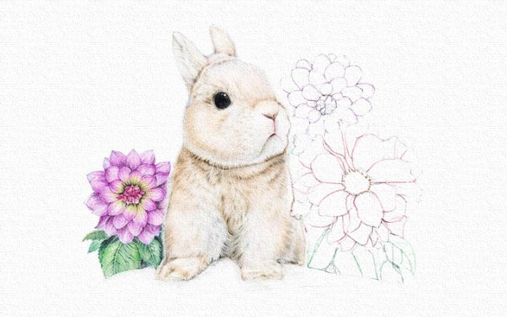 彩铅画兔子教程步骤图