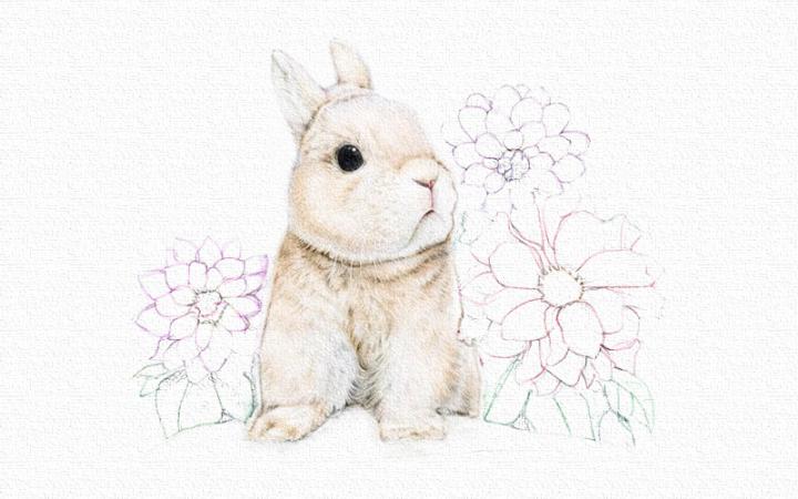 彩铅画兔子教程步骤图