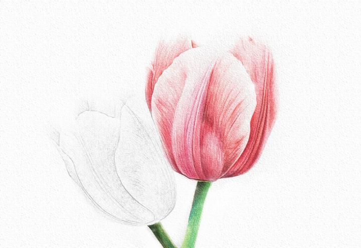 彩铅花卉步骤-郁金香彩铅画