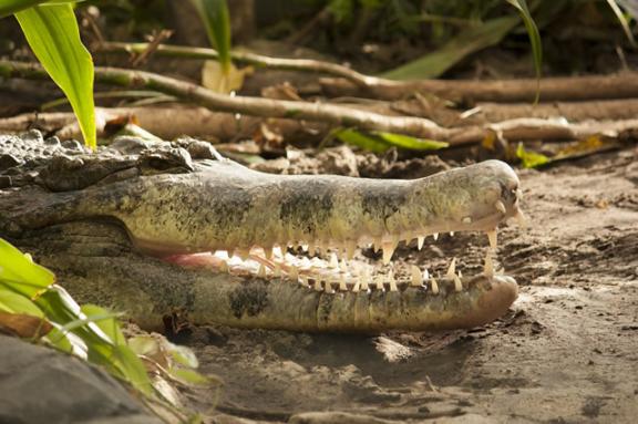 世界上最凶猛的鳄鱼 十大攻击性最强的鳄鱼 榜首曾经吃掉近千人