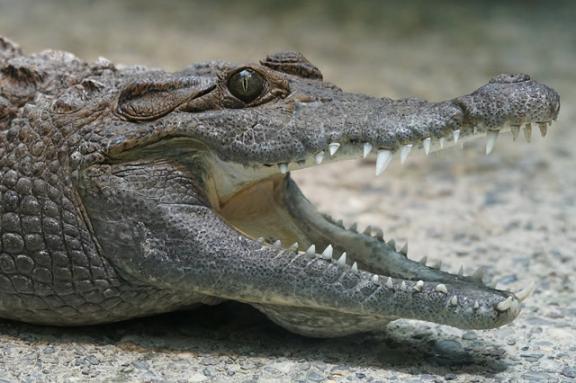 世界上最凶猛的鳄鱼 十大攻击性最强的鳄鱼 榜首曾经吃掉近千人