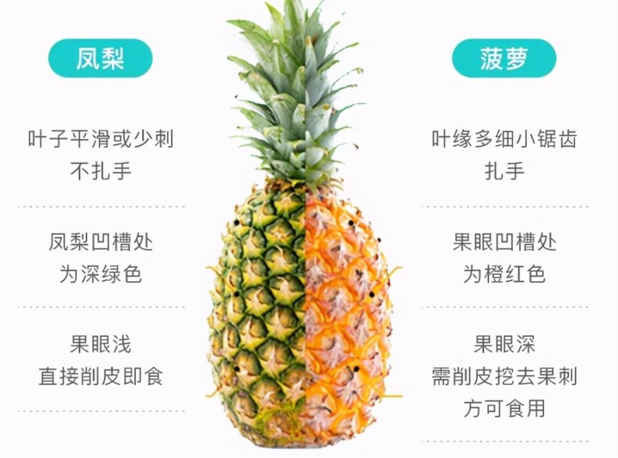菠萝和凤梨是同一种水果吗?菠萝和凤梨是什么时候传入中国