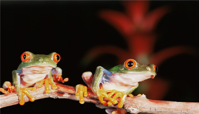树蛙是几级保护动物