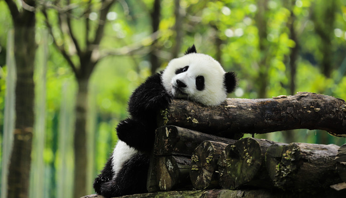 大熊猫的外貌特征