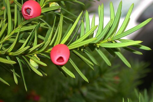 红豆杉的寓意和象征是什么 公母红豆杉的区别在哪