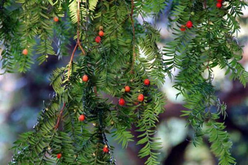 红豆杉的寓意和象征是什么 公母红豆杉的区别在哪
