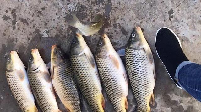 秋季钓鲤鱼饵料配方分享，经典搭配还是好用