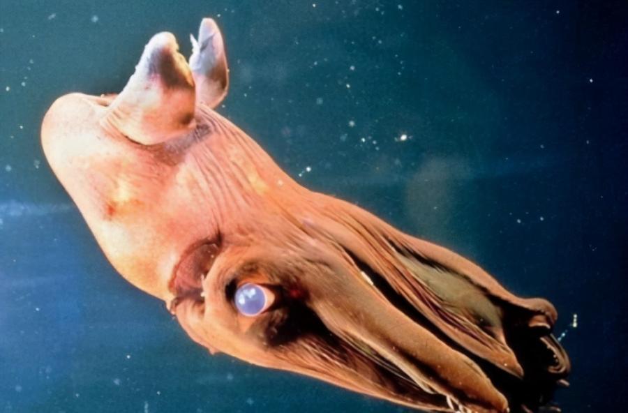 深海动物有哪些？生活在海底千米之下的深海动物盘点