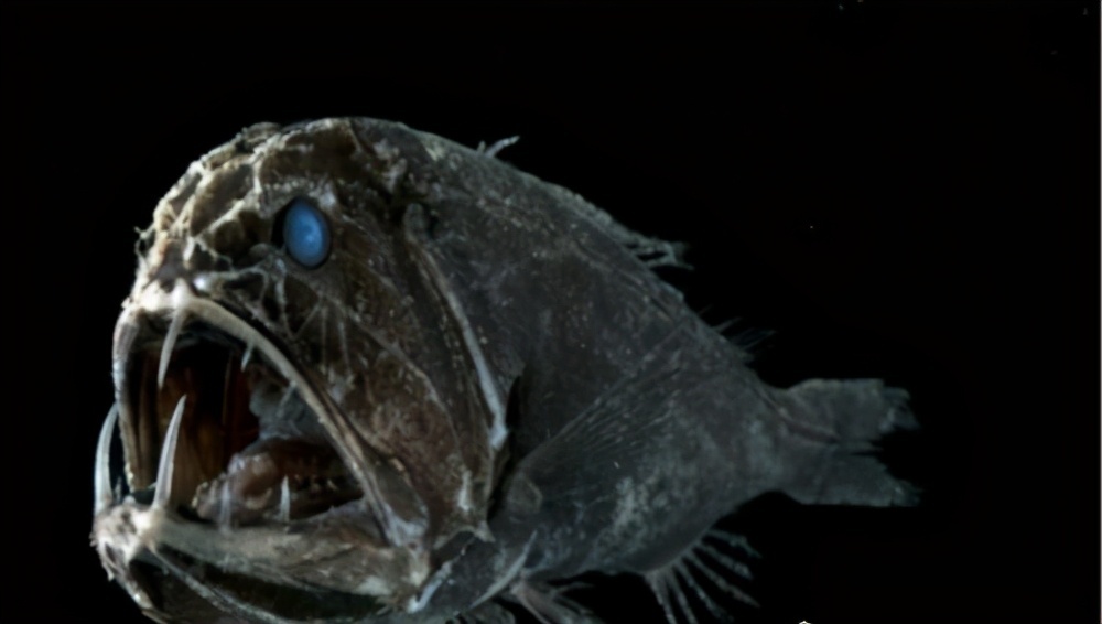 深海动物有哪些？生活在海底千米之下的深海动物盘点