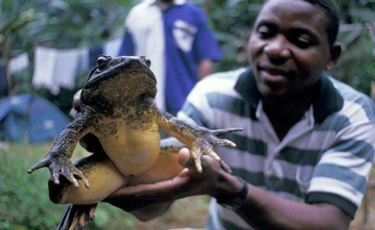 非洲巨蛙有多大多少钱一只「世界上最大的巨型青蛙」