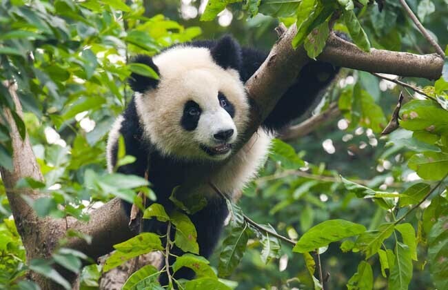 大熊猫生活习性「大熊猫为什么是国宝寿命有多长」
