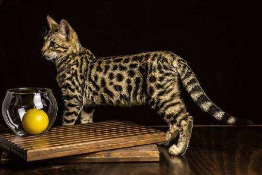 最大的猫是什么品种？10种大型猫盘点介绍
