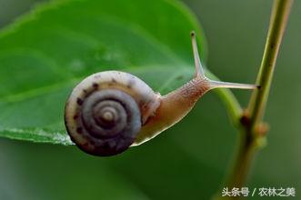 蜗牛是益虫还是害虫为什么？蜗牛的外形特征、生活习性、食性和实用价值盘点