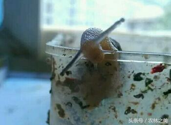 蜗牛是益虫还是害虫为什么？蜗牛的外形特征、生活习性、食性和实用价值盘点