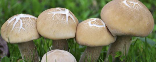 蘑菇种植方法和步骤，蘑菇种植温度和湿度