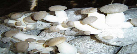 蘑菇种植方法和步骤，蘑菇种植温度和湿度